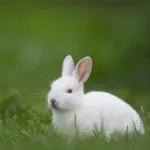 sante-animale-alerte-une-maladie-hemorragique-du-lapin-sevit-a-abidjan-plus-de-6000-lapins-deja-morts