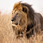 covid-19-8-lions-d-un-zoo-testes-positifs