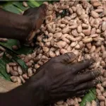 initiative-cacao-et-forets-des-progres-importants-enregistres-malgre-une-annee-2020-compliquee