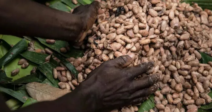 initiative-cacao-et-forets-des-progres-importants-enregistres-malgre-une-annee-2020-compliquee