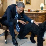 etats-unis-bo-le-chien-de-barack-obama-est-mort-d-un-cancer