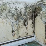 les-consequences-de-l-humidite-comment-eliminer-la-moisissure-de-maniere-naturelle