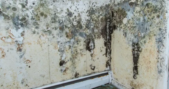 les-consequences-de-l-humidite-comment-eliminer-la-moisissure-de-maniere-naturelle