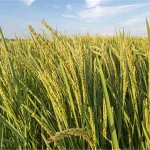 securite-alimentaire-en-afrique-de-l-ouest-les-etats-decident-d-allouer-5-de-leur-stock-national-a-travers-le-resogest