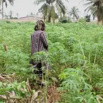 gestion-des-maladies-de-plantes-le-centre-regional-wave-pour-les-phytopathogenes-transfrontaliers-ouvre-ses-portes-ce-27-mai-a-abidjan