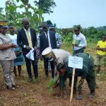 kregbe-300-plants-de-tecks-et-50-plants-de-gmelina-repiques