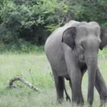 departement-de-dabakala-l-elephant-hamed-incontrolable-des-degats-signales-un-blesse