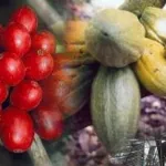 commercialisation-du-cafe-cacao-le-gouvernement-casse-le-monopole-de-six-multinationales