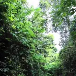 yopougon-un-ecolier-porte-disparu-du-domicile-familial-retrouve-mort-dans-une-foret