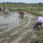 cote-d-ivoire-cultures-vivrieres-la-banque-mondiale-accompagne-600-000-petits-exploitants-agricoles-400-microentreprises-et-150-pme