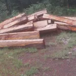 affaire-disparition-des-conteneurs-de-bois-de-vene-a-san-pedro-le-ministere-des-eaux-et-forets-fait-des-precisions