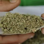 mexique-la-cour-supreme-depenalise-la-marijuana