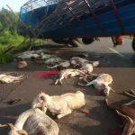 cote-d-ivoire-un-camion-de-transport-de-betail-derape-sur-l-autoroute-du-nord-et-fait-des-victimes
