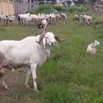 koumassi-a-quelques-jours-de-la-tabaski-un-atelier-de-couture-attaque-des-boubous-de-clients-emportes