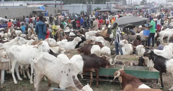port-bouet-banditisme-des-voleurs-de-moutons-arretes-a-l-abattoir-l-un-d-eux-s-evade-des-locaux-de-la-police