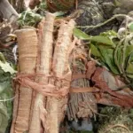 l-ecorce-et-les-feuilles-du-manguier-permettent-de-lutter-contre-la-diarrhee-la-fievre-la-fatigue-et-les-odeurs-vaginales