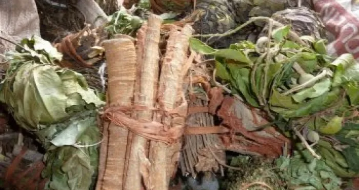 l-ecorce-et-les-feuilles-du-manguier-permettent-de-lutter-contre-la-diarrhee-la-fievre-la-fatigue-et-les-odeurs-vaginales