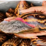 recette-savoureux-escargot-saute-a-l-attieke