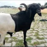 cote-d-ivoire-le-conseil-national-de-la-lutte-contre-la-vie-chere-en-mission-pour-la-tabaski