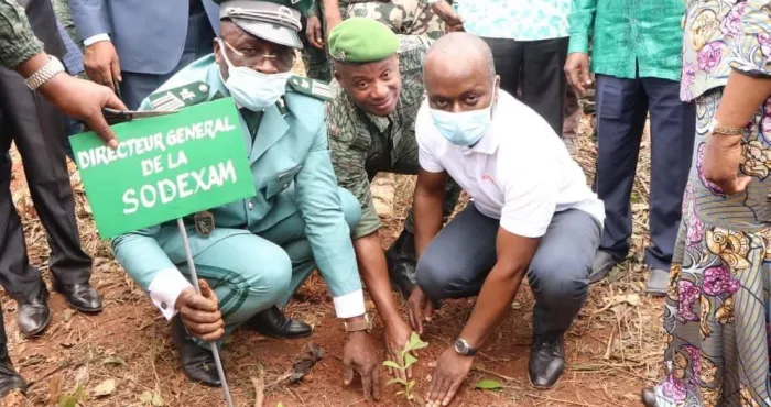 reboisement-une-operation-de-planting-d-arbres-lancee-a-man