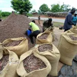 san-pedro-les-producteurs-de-cafe-cacao-menacent-d-entrer-en-greve-une-grande-assemblee-generale-prevue