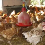 plusieurs-foyers-de-grippe-aviaire-signales-a-grand-bassam