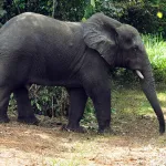 face-aux-menaces-de-l-elephant-hamed-voici-les-mesures-prises-par-le-gouvernement