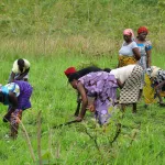 cote-d-ivoire-de-fortes-chaleurs-risquent-de-menacer-bientot-l-agriculture-et-la-sante-des-habitants