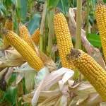 cote-d-ivoire-filiere-mais-une-commande-de-dix-millions-de-tonnes-contre-une-production-nationale-d-un-million-de-tonne