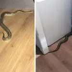 astuces-maison-comment-faire-pour-chasser-un-reptile-dangereux-qui-entre-et-se-cache-dans-votre-local