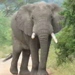 lakota-un-elephant-blesse-un-paysan-aux-fesses-et-lui-casse-des-cotes-et-le-bras