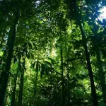 gueyo-un-jeune-de-19-ans-tue-dans-la-foret-classee-de-davo