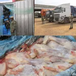 fraude-douaniere-environ-37-tonnes-de-poulets-congeles-en-provenance-du-ghana-saisis