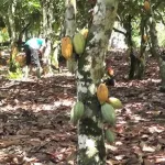 lutte-contre-la-maladie-du-swollen-shoot-plus-de-105-mille-hectares-de-cacao-arraches