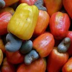 coton-anacarde-hevea-palmier-a-huile-un-groupe-s-engage-a-soutenir-l-industrialisation-de-la-cote-d-ivoire