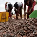 campagne-cafe-cacao-2021-2022-le-cout-du-kilo-du-cacao-fixe-a-825-fcfa