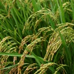 cote-d-ivoire-le-pays-vers-une-autosuffisance-en-riz-grace-au-soutien-de-la-coree