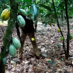 deforestation-liee-a-l-urbanisation-plusieurs-hectares-de-cacao-en-voie-de-disparition-a-daloa