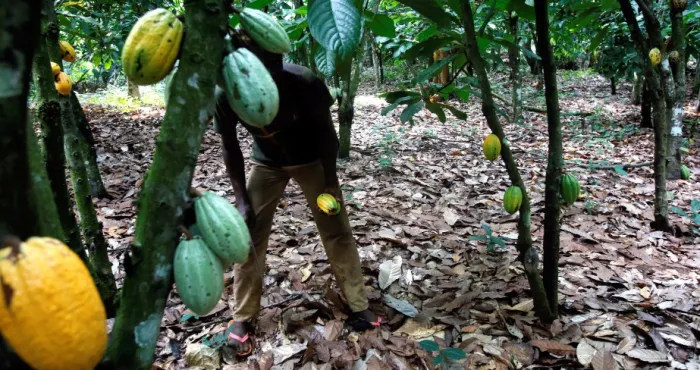 deforestation-liee-a-l-urbanisation-plusieurs-hectares-de-cacao-en-voie-de-disparition-a-daloa