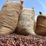 agriculture-les-recommandations-d-edouard-n-guessan-expert-de-la-filiere-cafe-cacao-pour-une-meilleure-campagne-cacaoyere-2021-2022