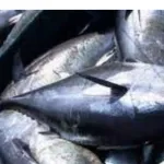 cote-d-ivoire-penurie-du-faux-thon-sur-les-marches-le-port-autonome-d-abidjan-fait-des-precisions