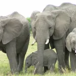 didievi-un-troupeau-d-elephants-tue-un-eleve-l-honorable-n-guessan-edouard-interpelle-les-autorites