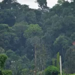 cote-d-ivoire-la-foret-sacree-de-gbepleu-desormais-sur-la-liste-du-patrimoine-culturel-national