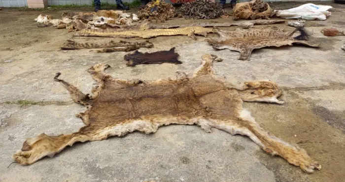 cote-d-ivoire-des-especes-d-animaux-menacees-de-disparition