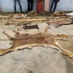 cote-d-ivoire-deux-presumes-trafiquants-d-animaux-arretes-avec-des-peaux-de-lion-d-hyene-et-de-crocodile