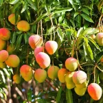 filiere-mangue-1000-tonnes-de-mangues-procurent-autour-de-7-milliards-de-chiffres-d-affaires-etude