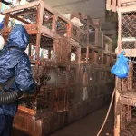 cote-d-ivoire-menace-de-la-grippe-aviaire-les-autorites-intensifient-la-lutte
