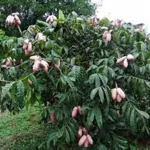 promotion-de-cultures-agricoles-le-firca-organise-des-journees-promotionnelles-du-safou