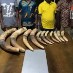 marcory-4-presumes-trafiquants-d-animaux-dont-un-ex-depute-mis-aux-arrets-avec-11-pointes-d-ivoire