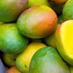 2eme-conference-internationale-sur-la-mangue-les-acteurs-de-la-filiere-se-concertent-a-abidjan